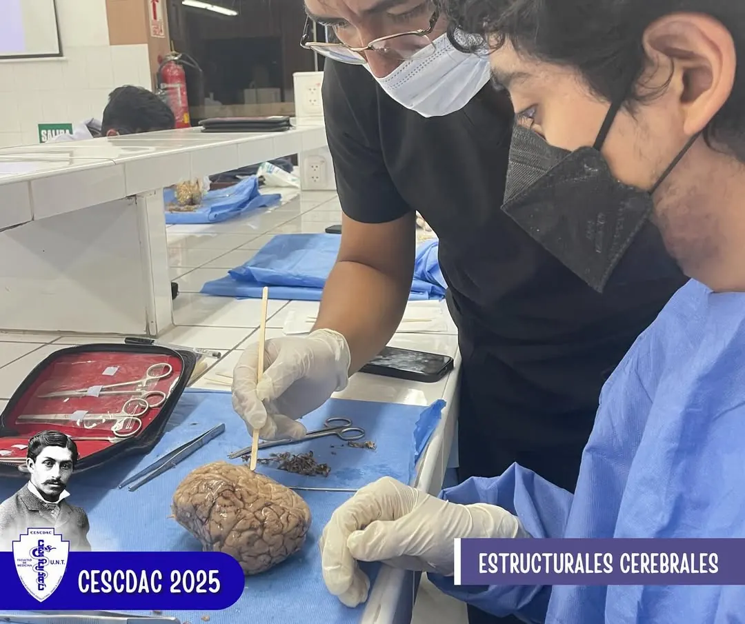 TALLER DE DISECCIÓN: Estructuras cerebrales